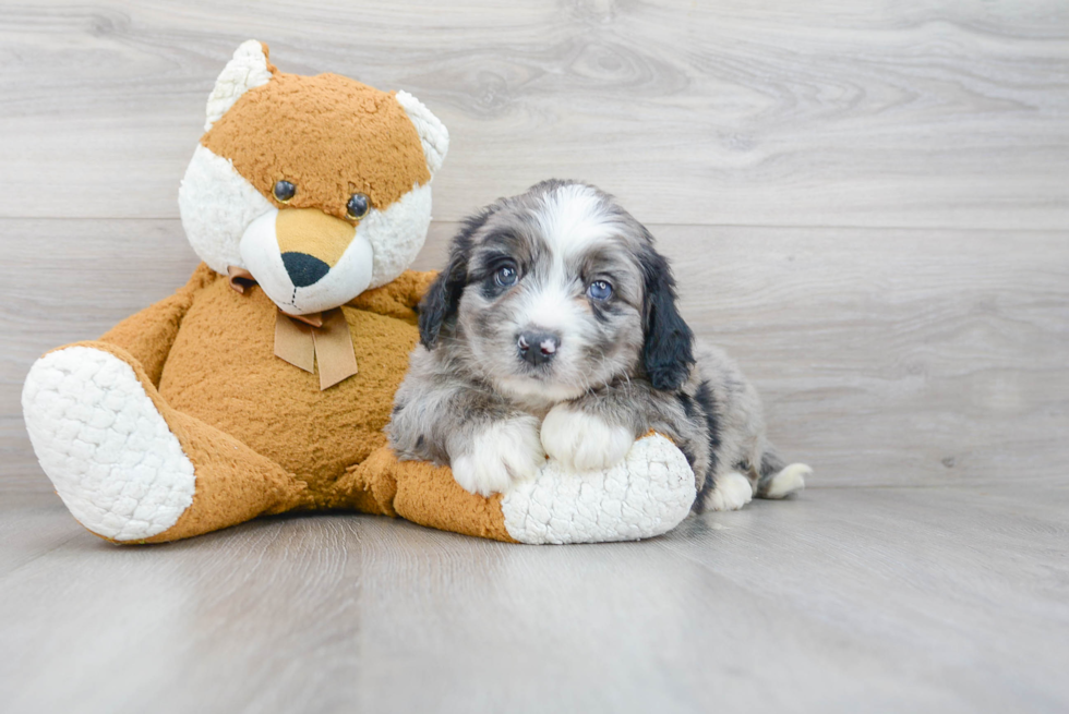 Smart Mini Bernedoodle Poodle Mix Pup