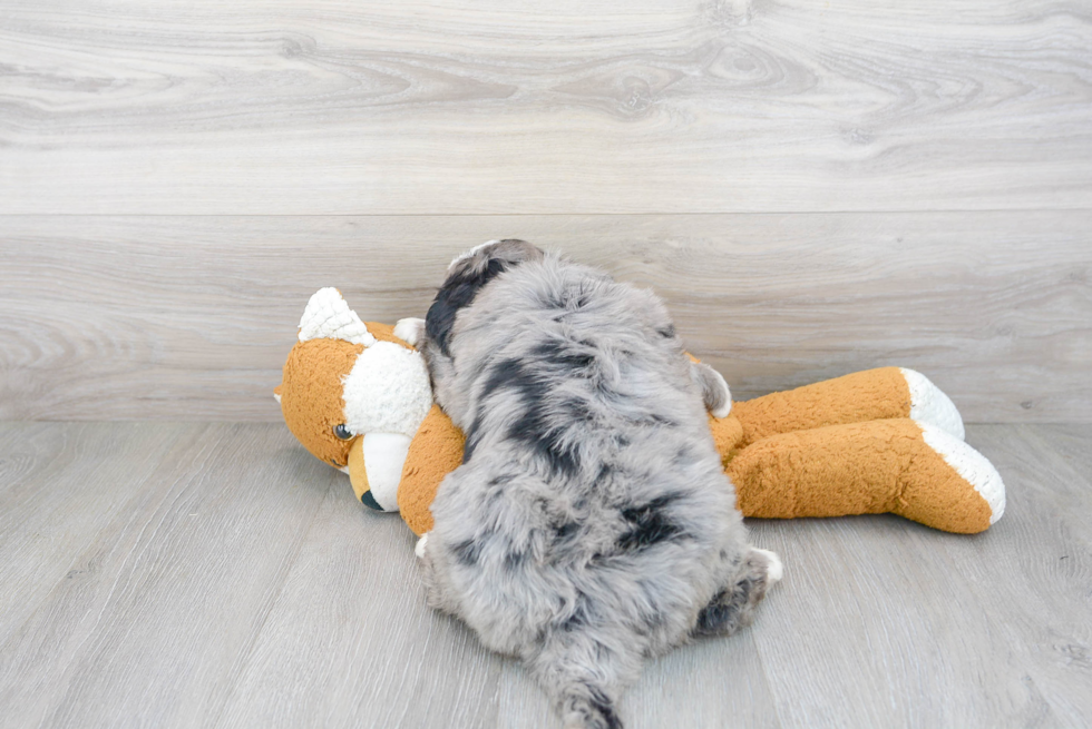 Mini Bernedoodle Puppy for Adoption