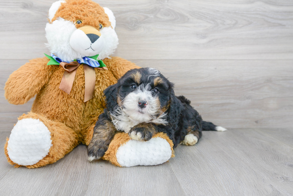 Mini Bernedoodle Pup Being Cute