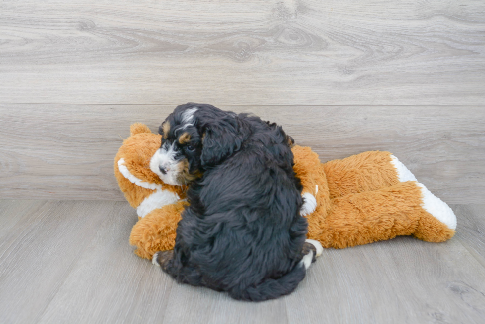 Small Mini Bernedoodle Baby