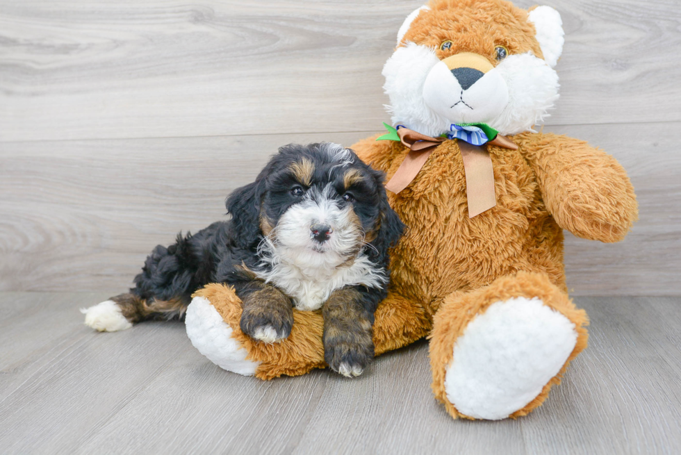 Mini Bernedoodle Puppy for Adoption