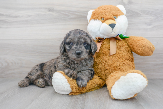 Mini Bernedoodle Pup Being Cute