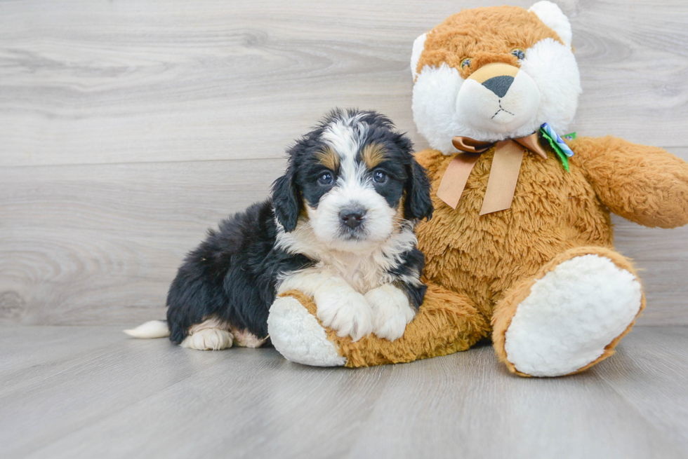 Mini Bernedoodle Pup Being Cute