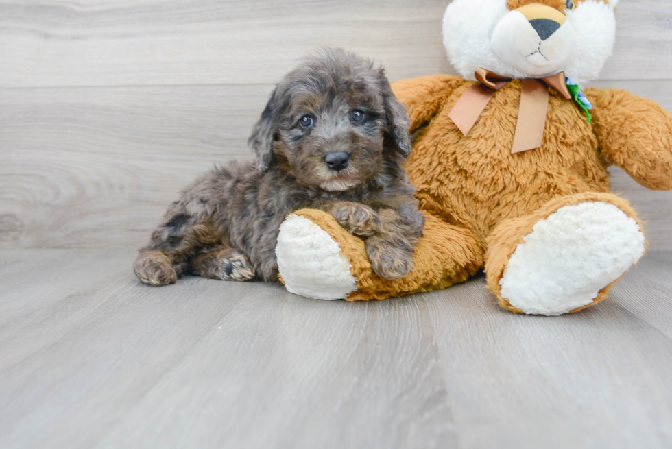 Adorable Bernadoodle Poodle Mix Puppy