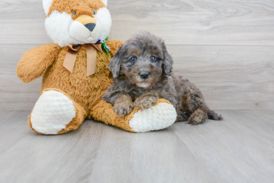 Mini Bernedoodle Pup Being Cute