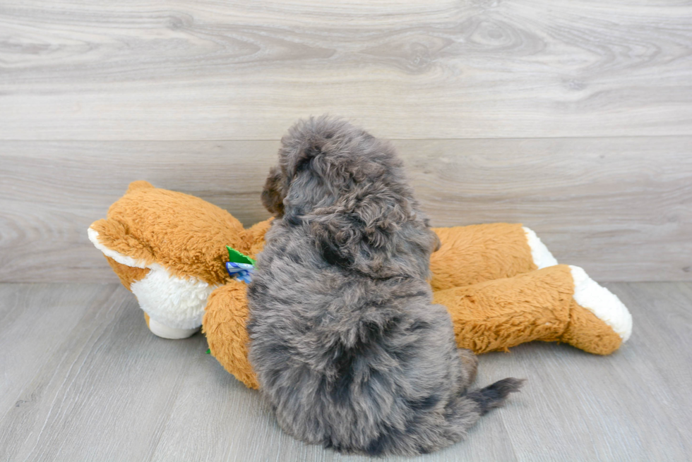 Fluffy Mini Bernedoodle Poodle Mix Pup