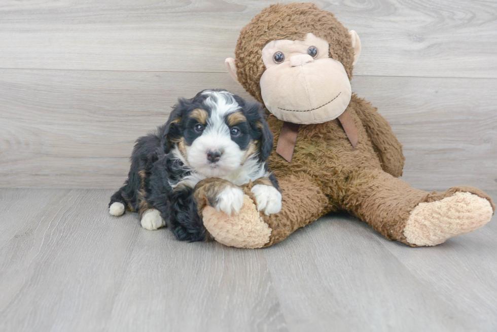 Best Mini Bernedoodle Baby