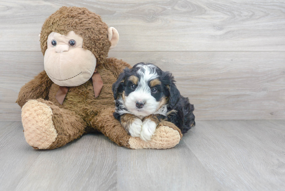 Best Mini Bernedoodle Baby