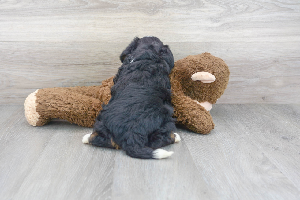 Mini Bernedoodle Puppy for Adoption