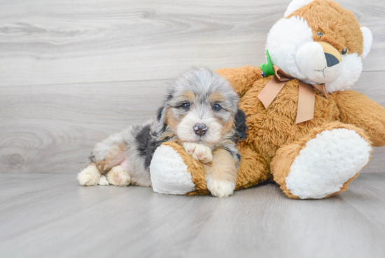 Petite Mini Bernedoodle Poodle Mix Pup