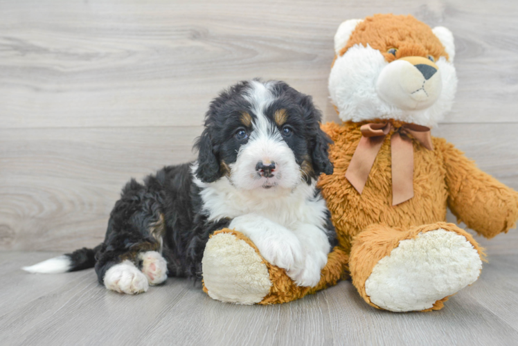 Mini Bernedoodle Pup Being Cute