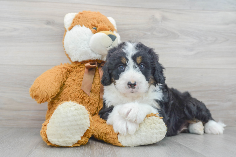 Friendly Mini Bernedoodle Baby