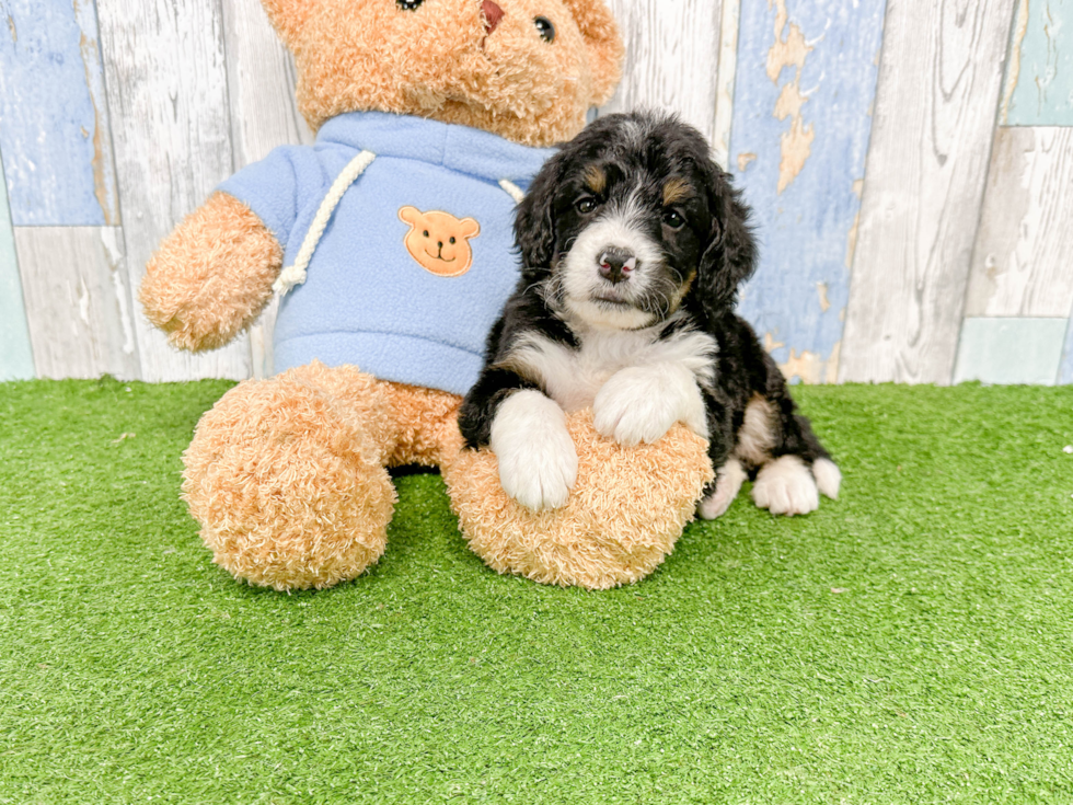 Best Mini Bernedoodle Baby