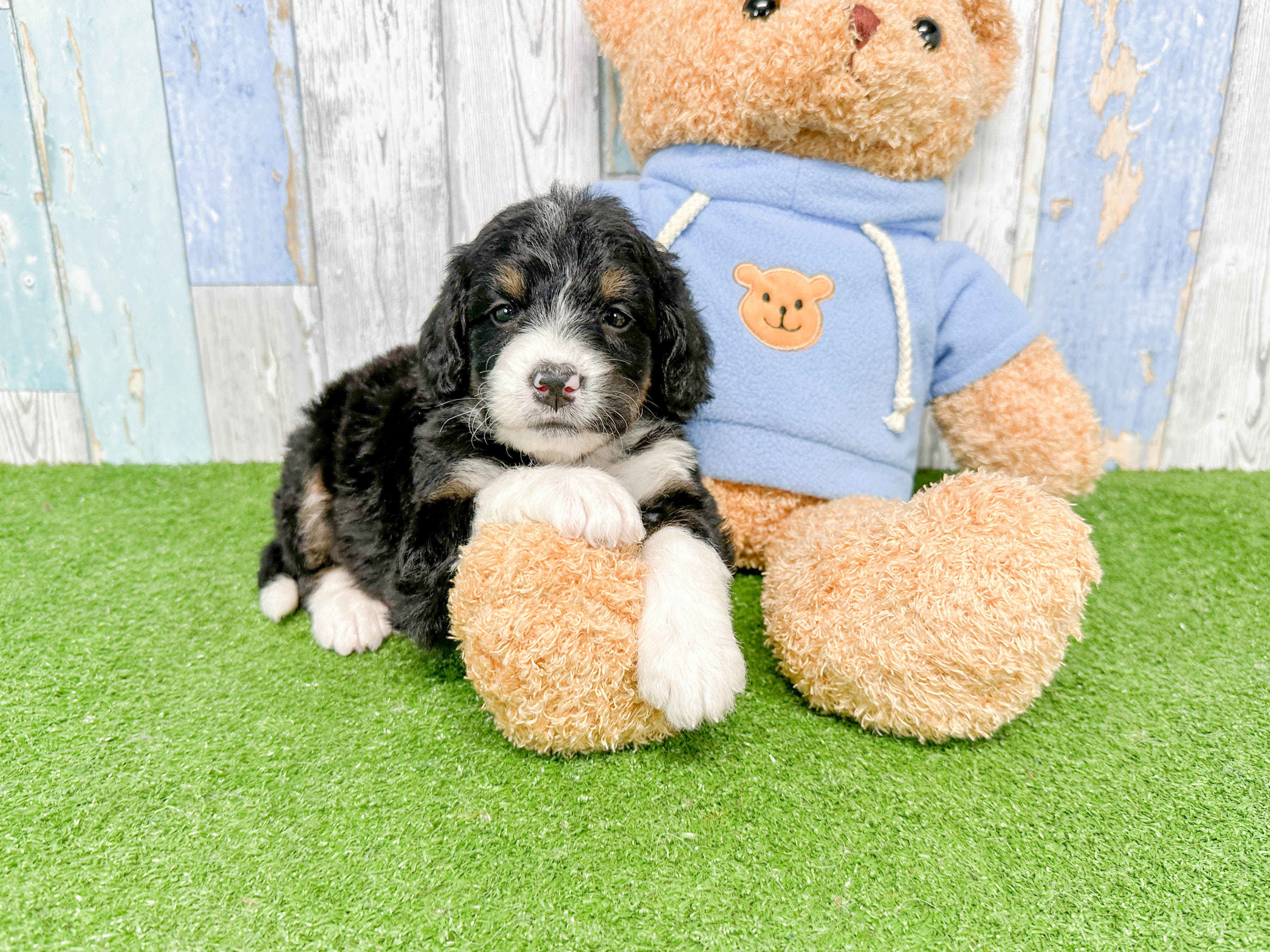 Little Bernadoodle Poodle Mix Puppy