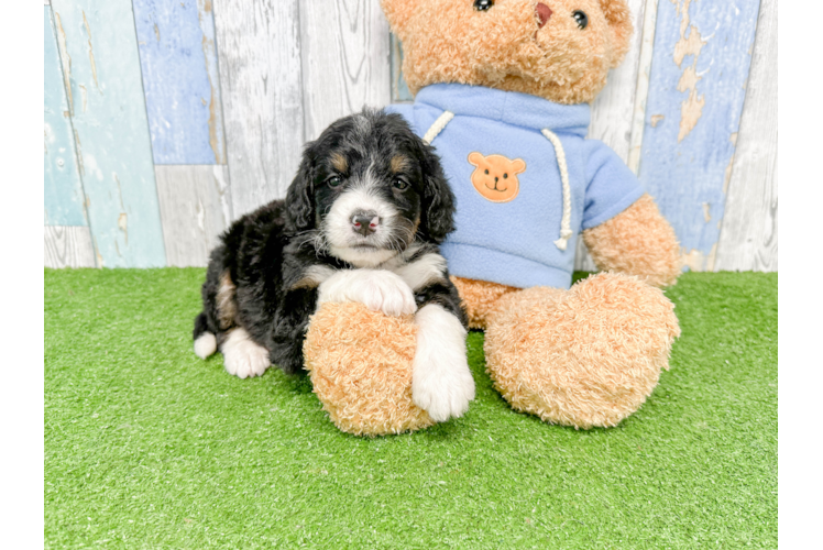 Little Bernadoodle Poodle Mix Puppy