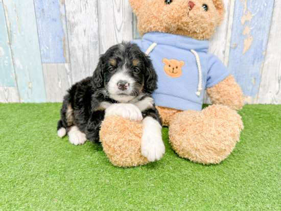 Little Bernadoodle Poodle Mix Puppy