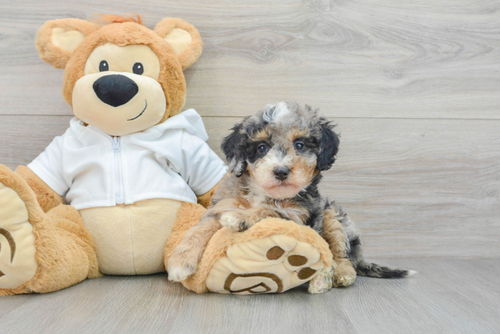 Best Mini Bernedoodle Baby