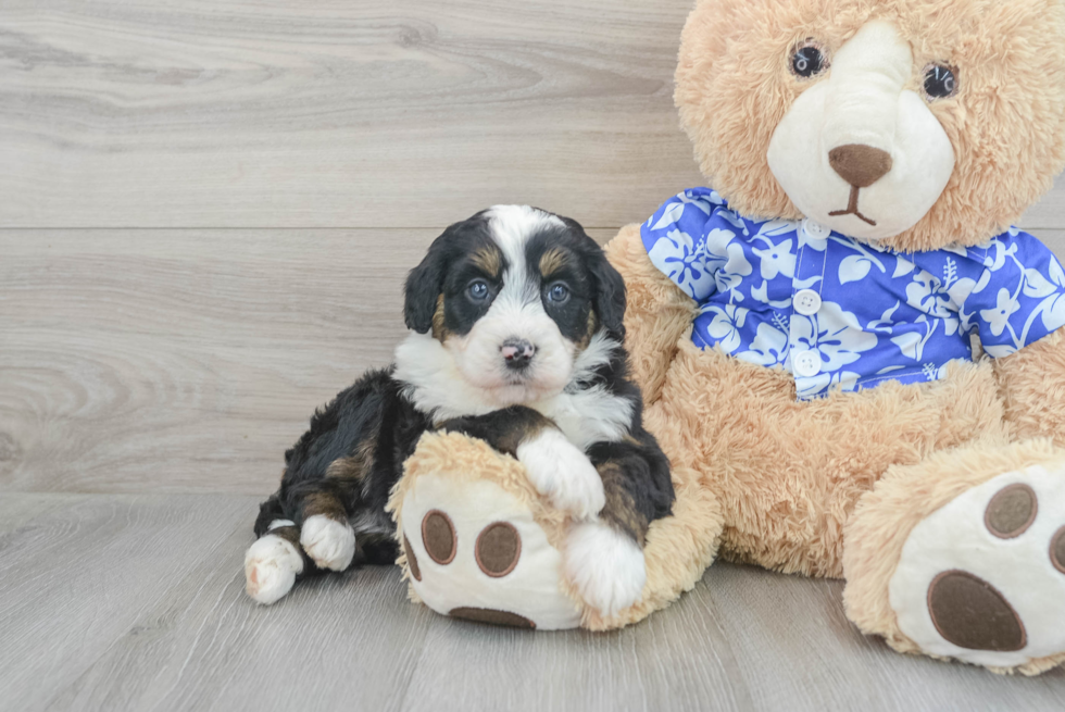 Mini Bernedoodle Puppy for Adoption