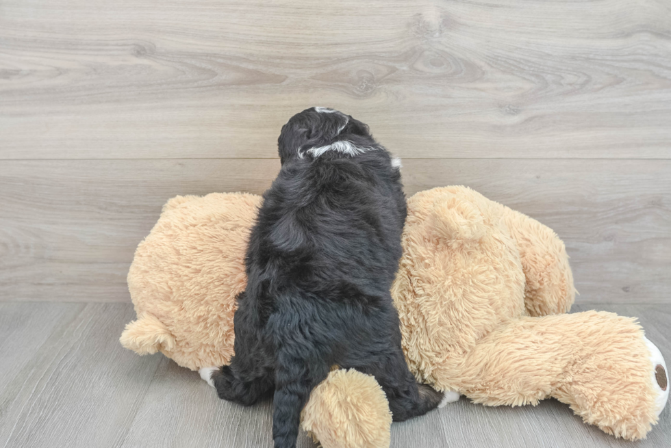 Cute Mini Bernedoodle Baby