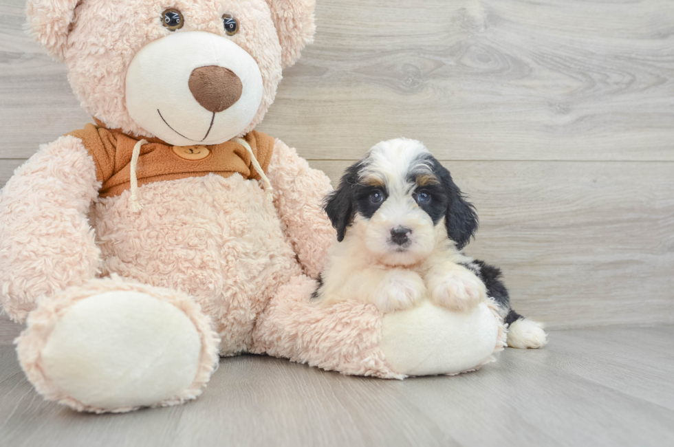 9 week old Mini Bernedoodle Puppy For Sale - Premier Pups