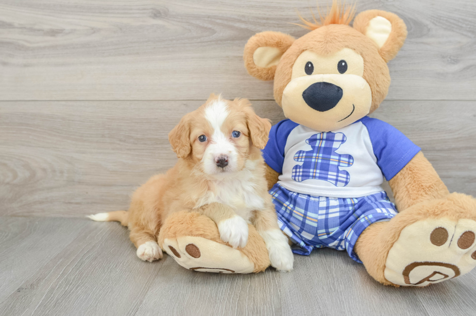 5 week old Mini Bernedoodle Puppy For Sale - Premier Pups