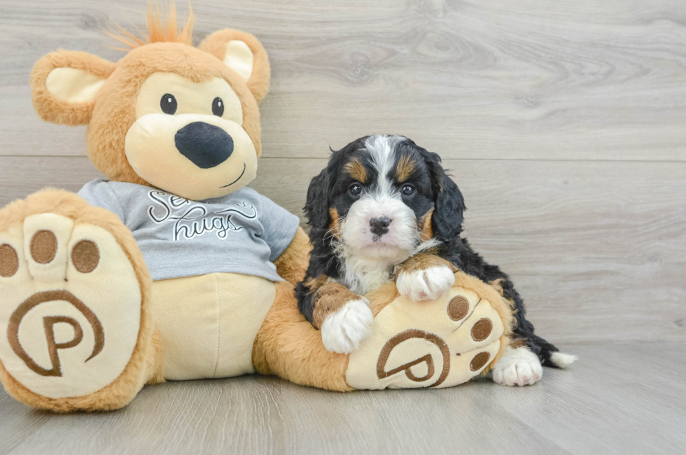 6 week old Mini Bernedoodle Puppy For Sale - Premier Pups