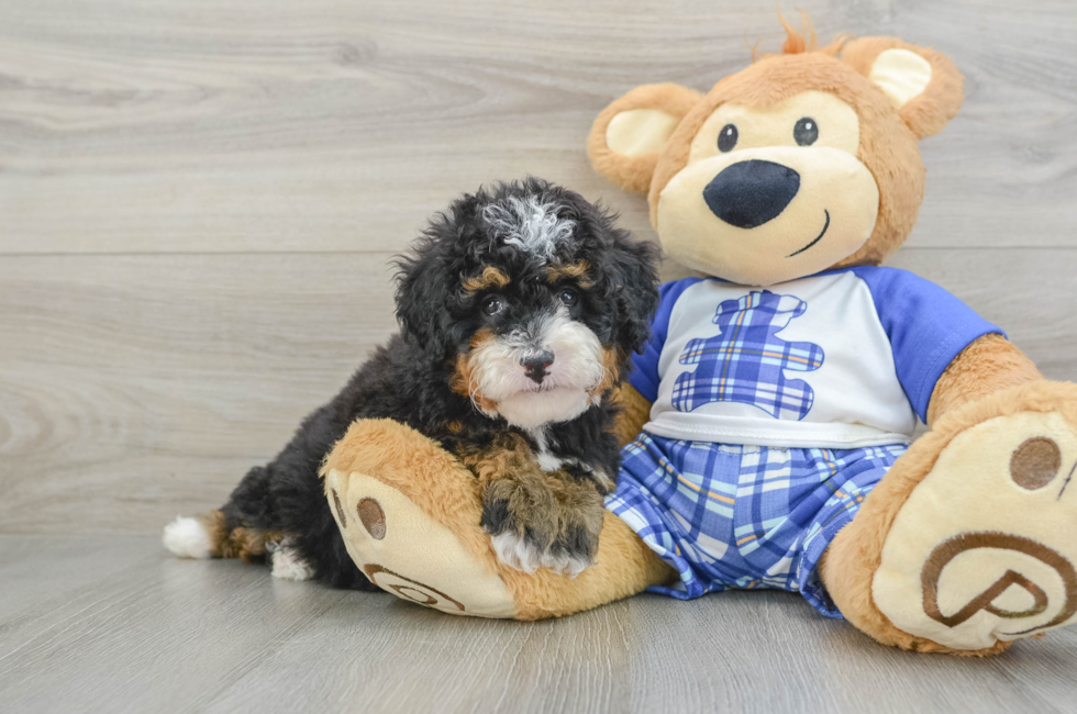 6 week old Mini Bernedoodle Puppy For Sale - Premier Pups