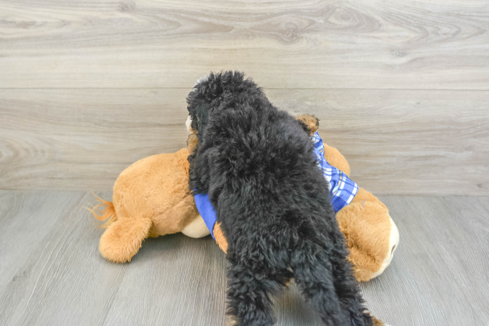 Hypoallergenic Mini Bernepoo Poodle Mix Puppy