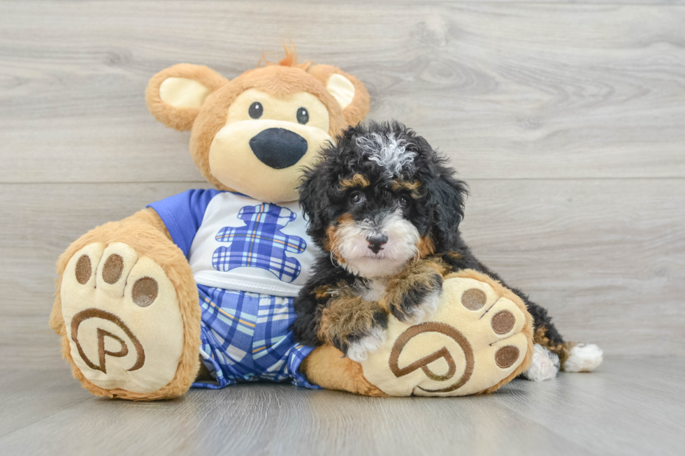 Best Mini Bernedoodle Baby