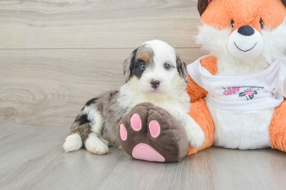 Best Mini Bernedoodle Baby