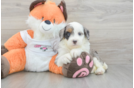 Best Mini Bernedoodle Baby