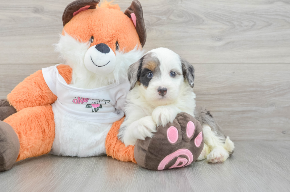5 week old Mini Bernedoodle Puppy For Sale - Premier Pups