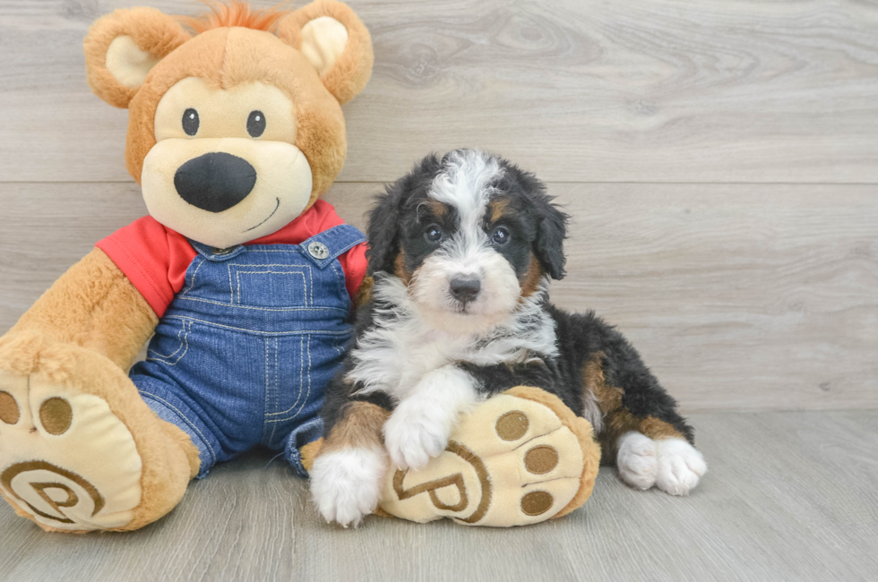 6 week old Mini Bernedoodle Puppy For Sale - Premier Pups