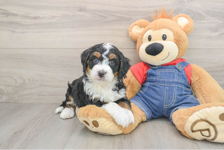Smart Mini Bernedoodle Poodle Mix Pup