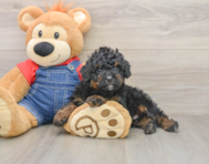 7 week old Mini Bernedoodle Puppy For Sale - Premier Pups