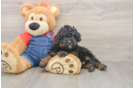 Best Mini Bernedoodle Baby