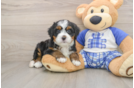 Hypoallergenic Mini Bernadoodle Poodle Mix Puppy