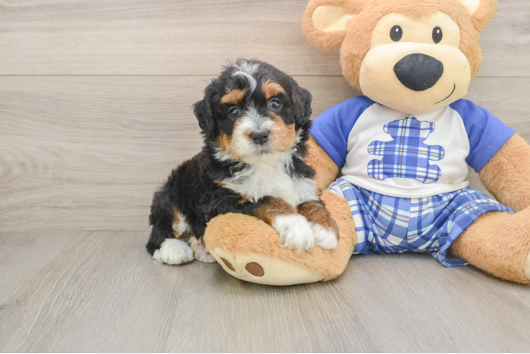 Mini Bernedoodle Pup Being Cute