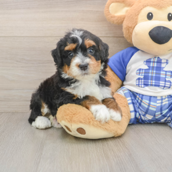 Mini Bernedoodle Pup Being Cute