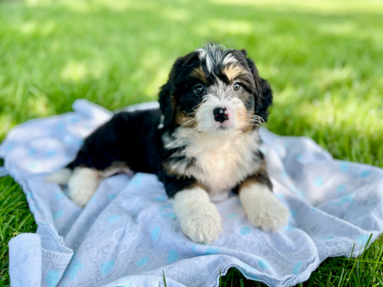 Petite Mini Bernedoodle Poodle Mix Pup