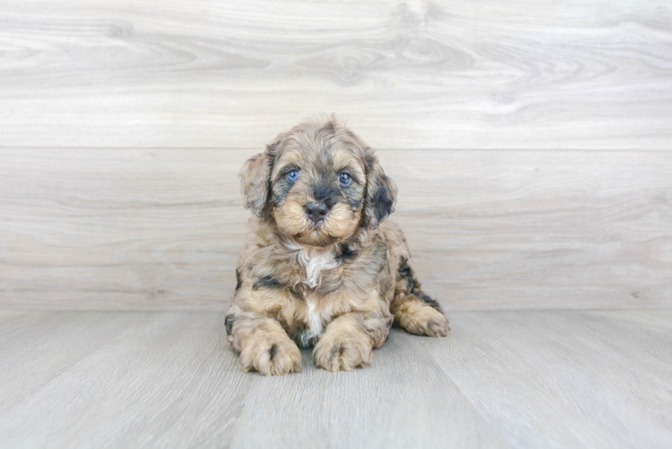 Mini Bernedoodle Puppy for Adoption