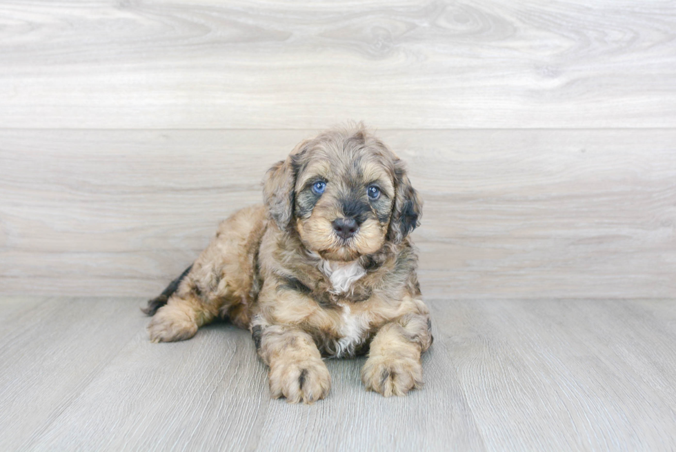 Small Mini Bernedoodle Baby