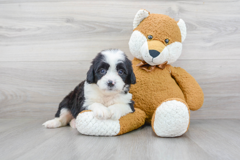 Best Mini Bernedoodle Baby