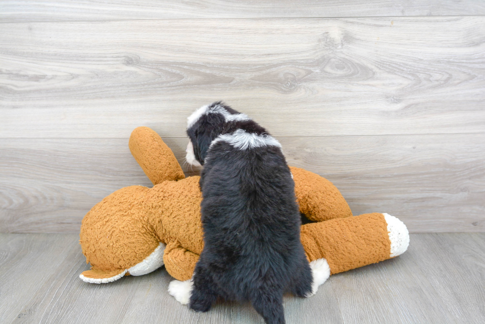 Cute Mini Bernedoodle Baby