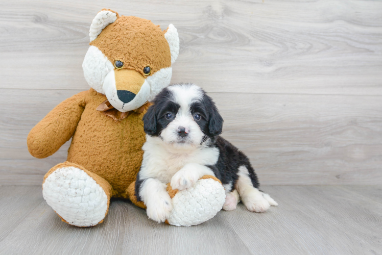 Mini Bernedoodle Puppy for Adoption