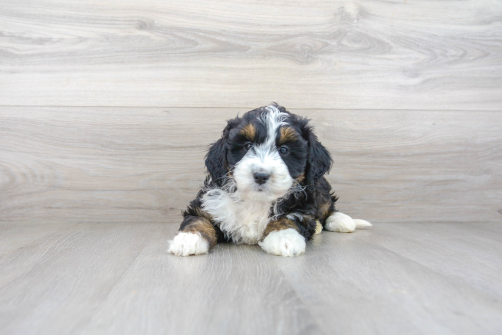 Friendly Mini Bernedoodle Baby