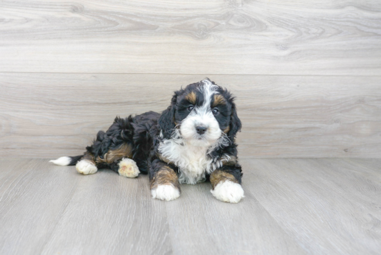 Hypoallergenic Mini Berniedoodle Poodle Mix Puppy