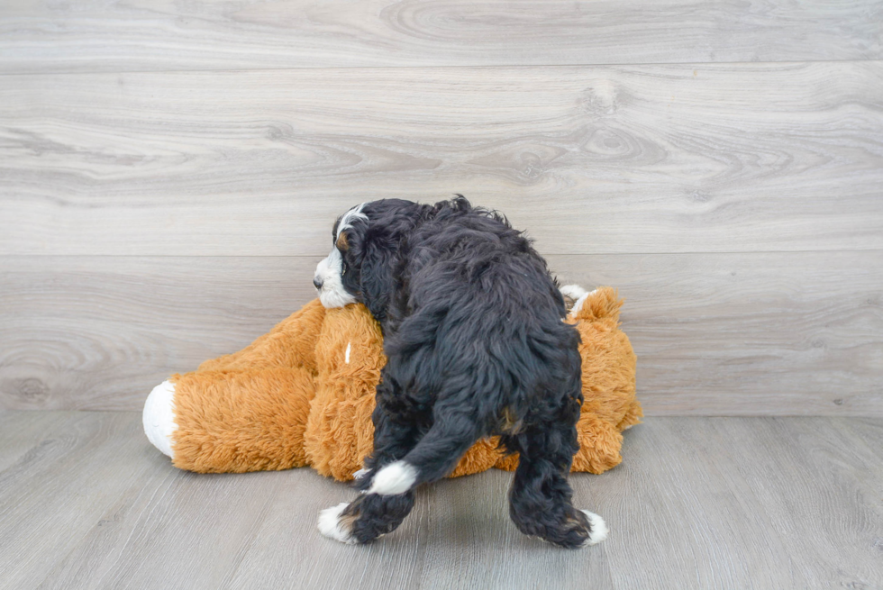 Mini Bernedoodle Puppy for Adoption