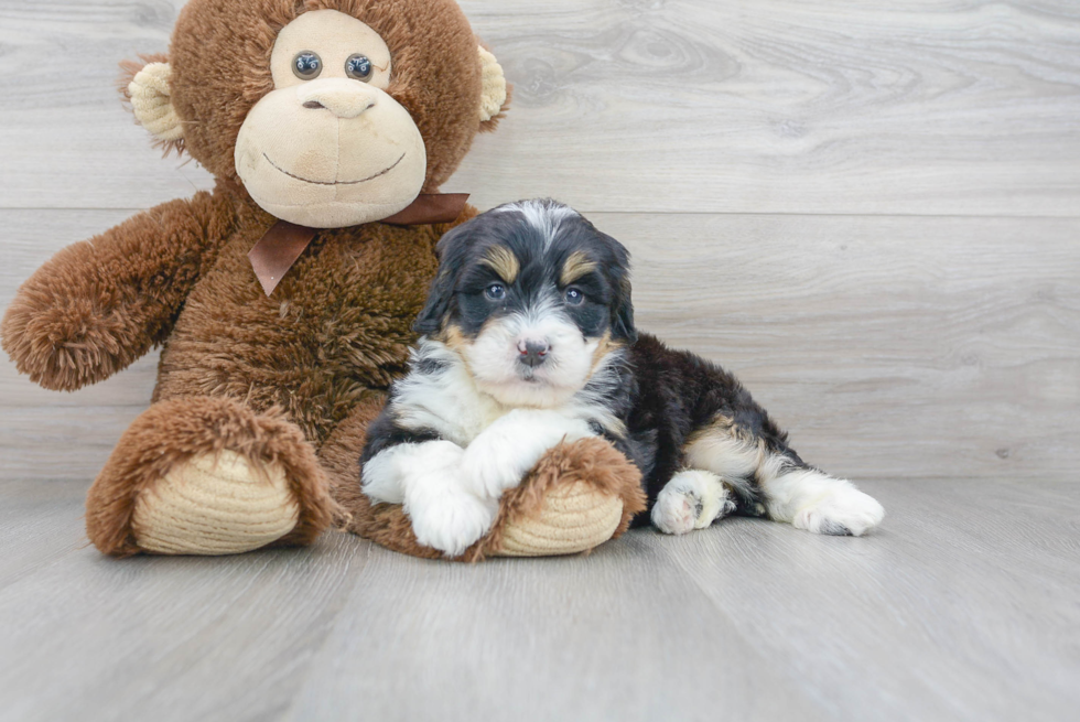 Best Mini Bernedoodle Baby