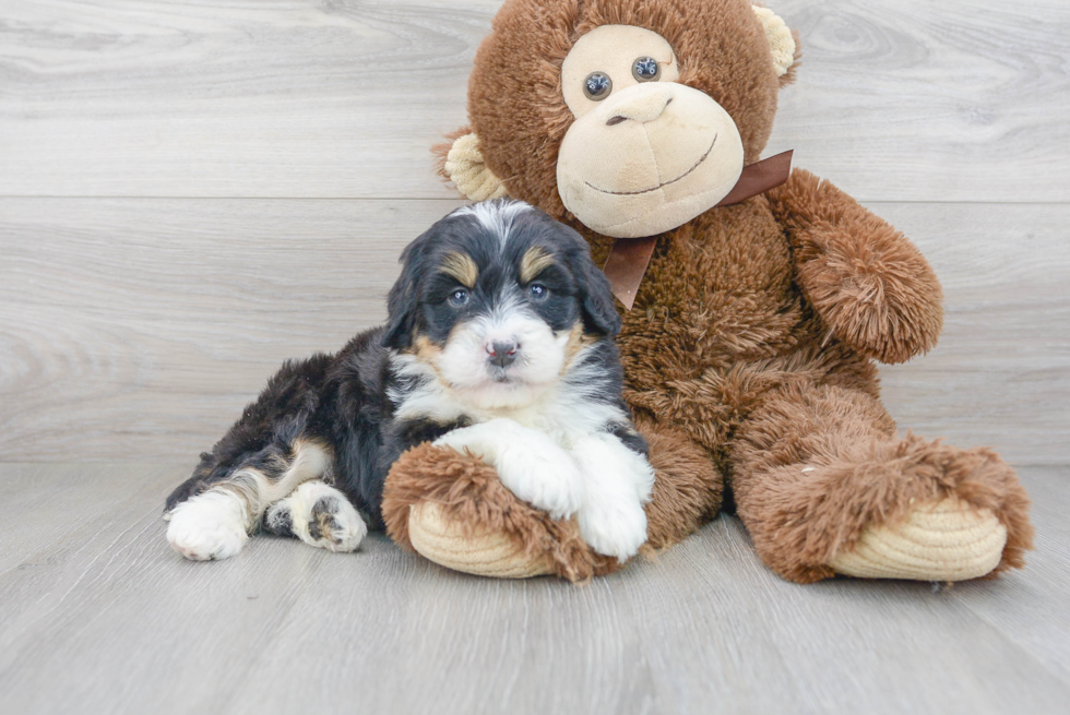 Happy Mini Bernedoodle Baby